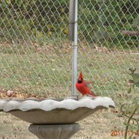 Cheryl Mcpherson Photo 37