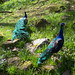 Michelle Peacock Photo 18