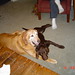 Dexter Murphy Photo 21