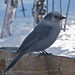 Jay Wolf Photo 25