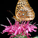 Mike Hansell Photo 10