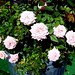 Rose Houston Photo 26