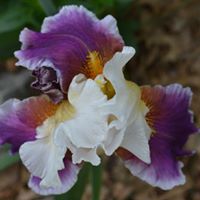 Pamela Andrews Photo 32
