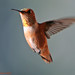 Allen Lay Photo 15