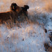 Greg Westfall Photo 33