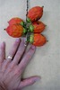 Deborah Goldman Photo 14