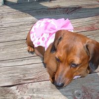 Sandra Belcher Photo 13