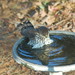 Allison Hayes Photo 46