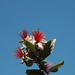 Joni Bloom Photo 7