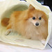Shao Li Photo 14
