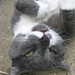 Norman Strayer Photo 9