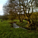Rose Gill Photo 18
