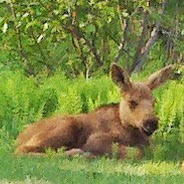 Debra Dale Photo 40