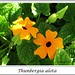 Susan Gall Photo 9
