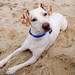 Sandy Crowe Photo 31