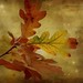 Lynn Wills Photo 24