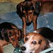 Angie Reece Photo 12