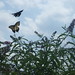 Denise Lytle Photo 14