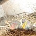 Robin Westmoreland Photo 10