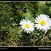 Margarida Gomes Photo 12