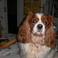 Brandy Mallet Photo 6