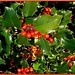 Holly Winter Photo 41