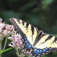 Laurie Peace Photo 2