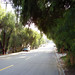 Buena Plant Photo 3