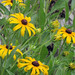 Susan Stack Photo 14