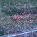 Carolyn Fox Photo 46