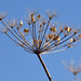 Anne Conner Photo 14