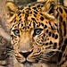 Tony Leopard Photo 14