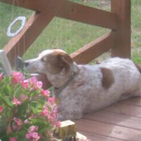 Virginia Vaughn Photo 11