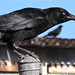 Barbara Crow Photo 36