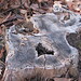 Teresa Stump Photo 9