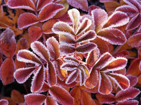 Candace Summers Photo 24