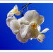 Joy Flowers Photo 20