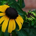 Susan Frost Photo 12