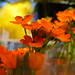 Roy Flowers Photo 16
