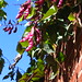 Ruby Bean Photo 5