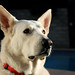 Billy Nobles Photo 12