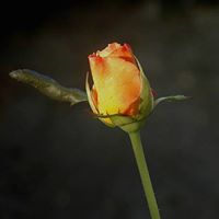 Qing Liu Photo 27