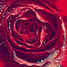 Rosa Alfonso Photo 26