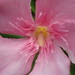 Terri Golden Photo 17