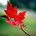 Jeanette Maple Photo 13