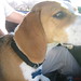 Roger Beagle Photo 13