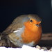 Don Robins Photo 17