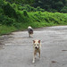 Sam Lam Photo 9