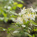 Brandy Flowers Photo 17