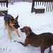 Lori Harrington Photo 4